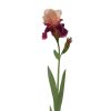 Winward International Winward Bearded Iris 36" Stem Online