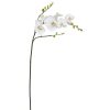 Winward International Winward White Orchid Phalaenopsis New