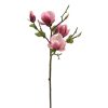 Winward International Winward Fuchsia Magnolia Tree Pick Best