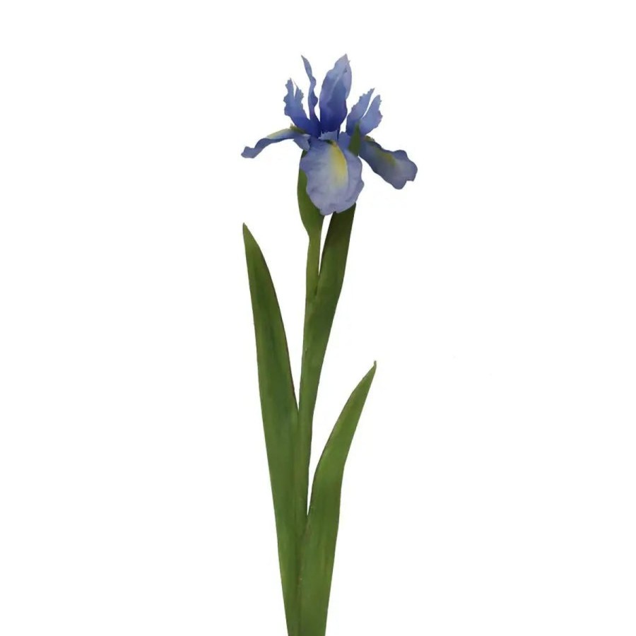 Winward International Winward Dutch Iris 30" Stem Clearance