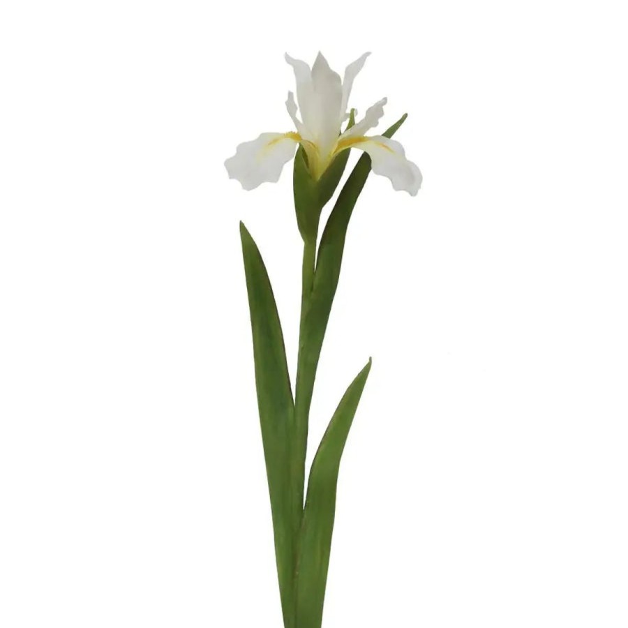 Winward International Winward Dutch Iris 30" Stem Clearance