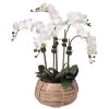 Diane James Diane James Cream Phalaenopsis Orchids In Cane Basket Online