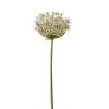 Winward International Winward Allium 36" Stem Hot