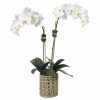 Diane James Diane James White Phalaenopsis Orchid In Cane Vase Wholesale