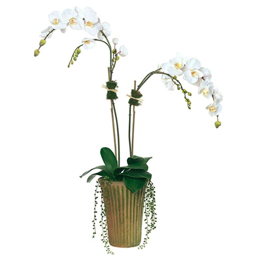 Diane James Diane James White Phalaenopsis Orchid In Mossy Planter Wholesale