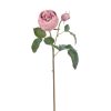 Winward International Winward 19" Rose English Short Stem New