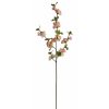 Winward International Winward Peach Quince Blossom Hot