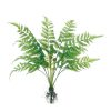 Winward International Winward Fern Bush With Root Wholesale