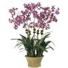 Diane James Diane James Purple Oncidium Orchid Hot