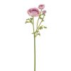 Winward International Winward Ranunculus 22.5" Stem Clearance