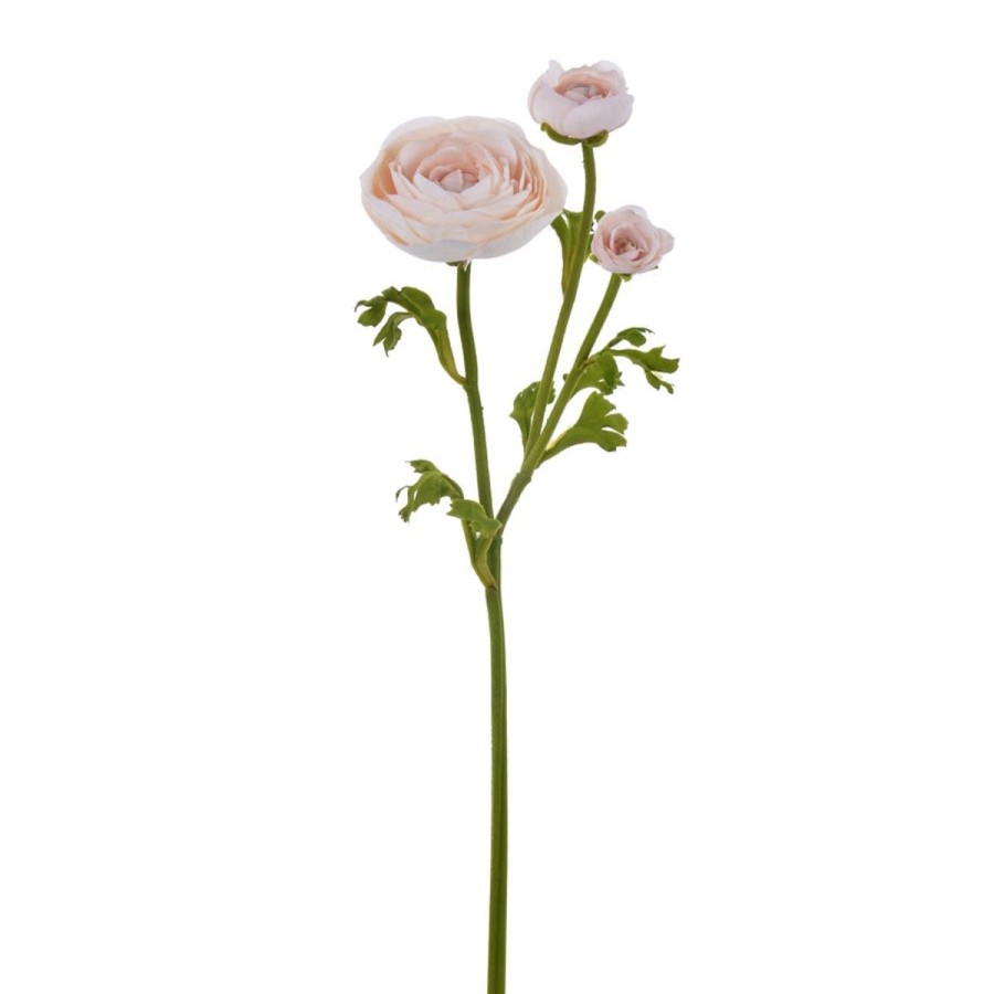 Winward International Winward Ranunculus 22.5" Stem Clearance