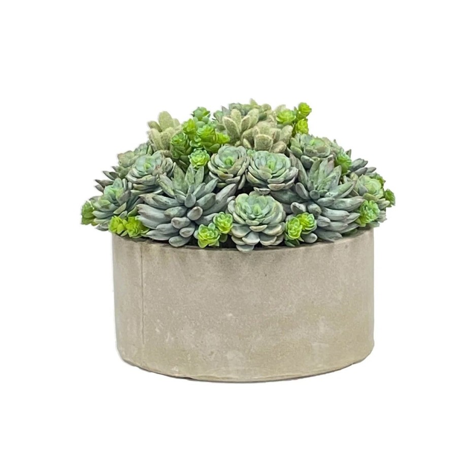 Winward International Winward Succulent In Round Tray Clearance