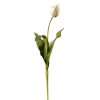 Winward International Winward 24.5" Closed Tulip Dutch Best