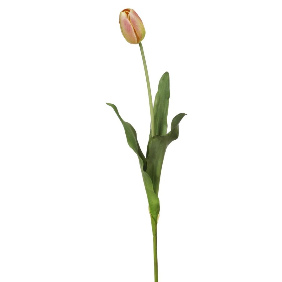 Winward International Winward 24.5" Closed Tulip Dutch Best