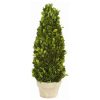 Winward International Winward Boxwood Cone Topiary In Pot Wholesale