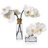 Diane James Diane James Phalaenopsis Orchids In Vase Best