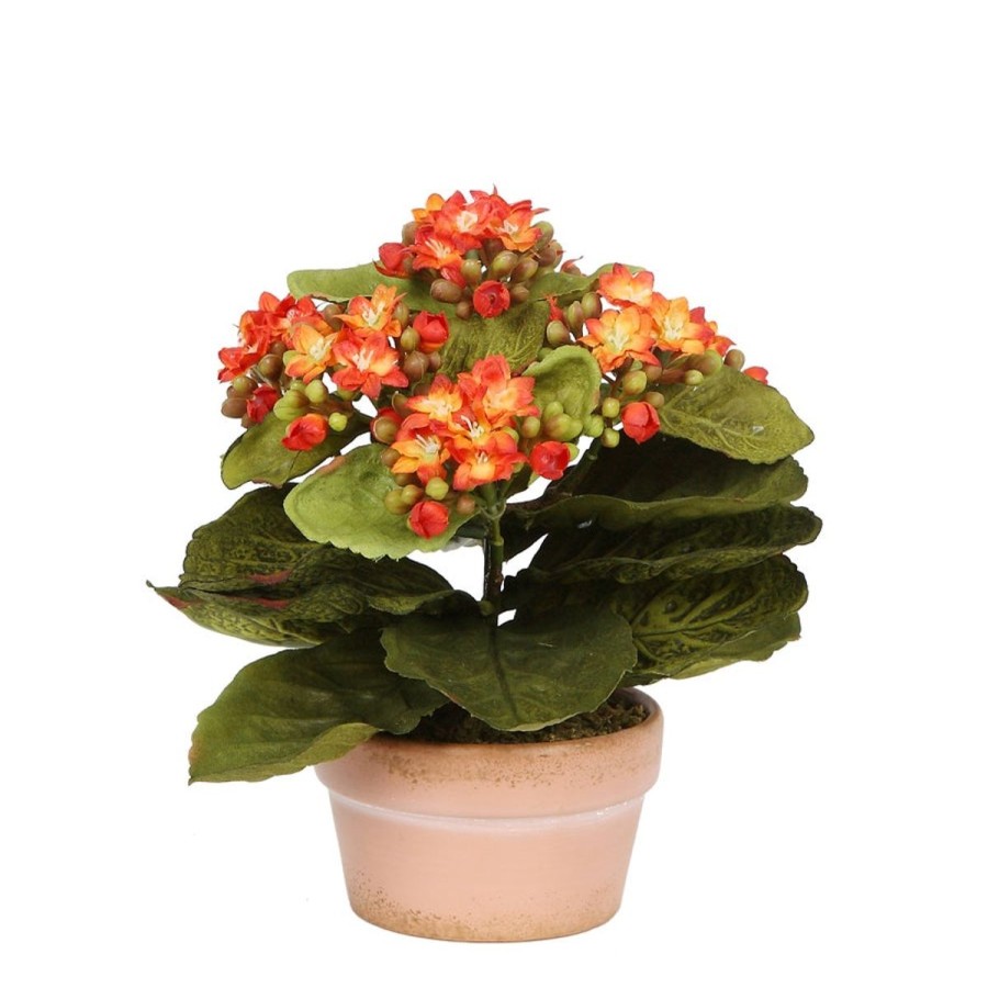 Winward International Winward Potted Mini Kalanchoe 8" New