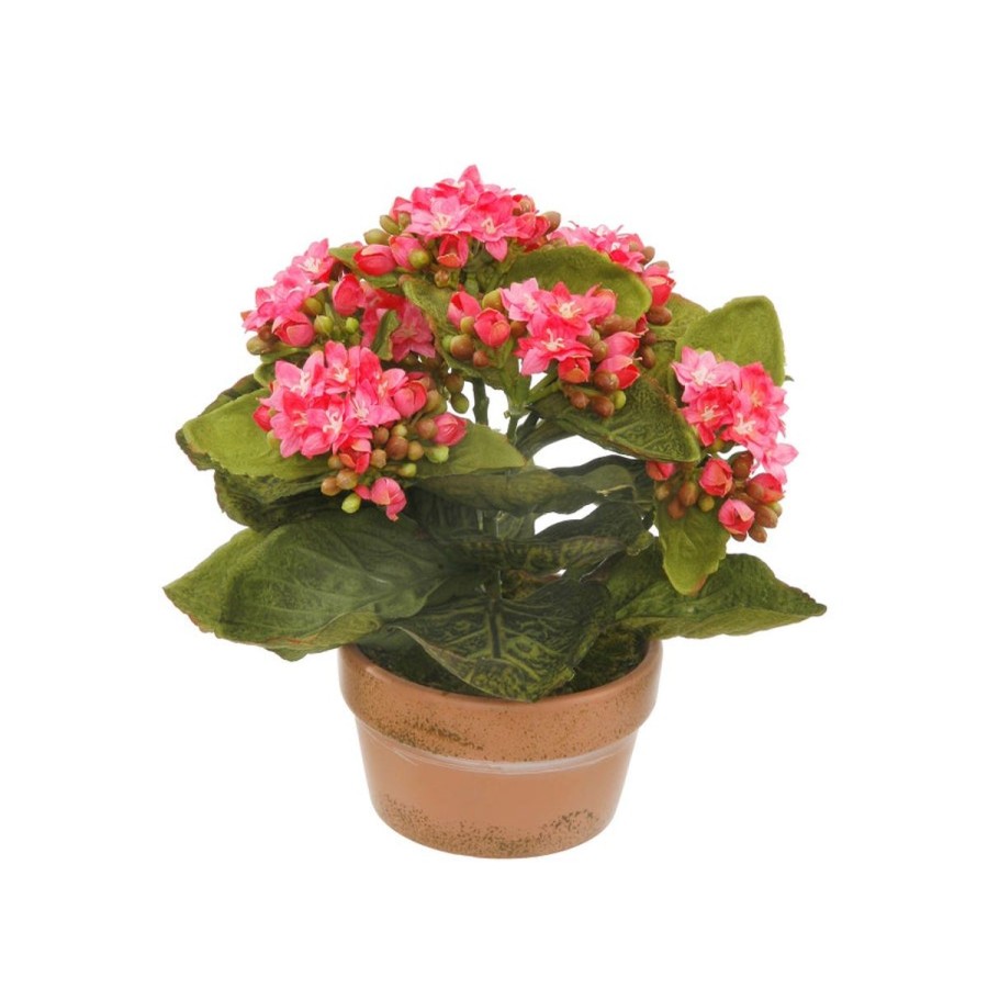 Winward International Winward Potted Mini Kalanchoe 8" New