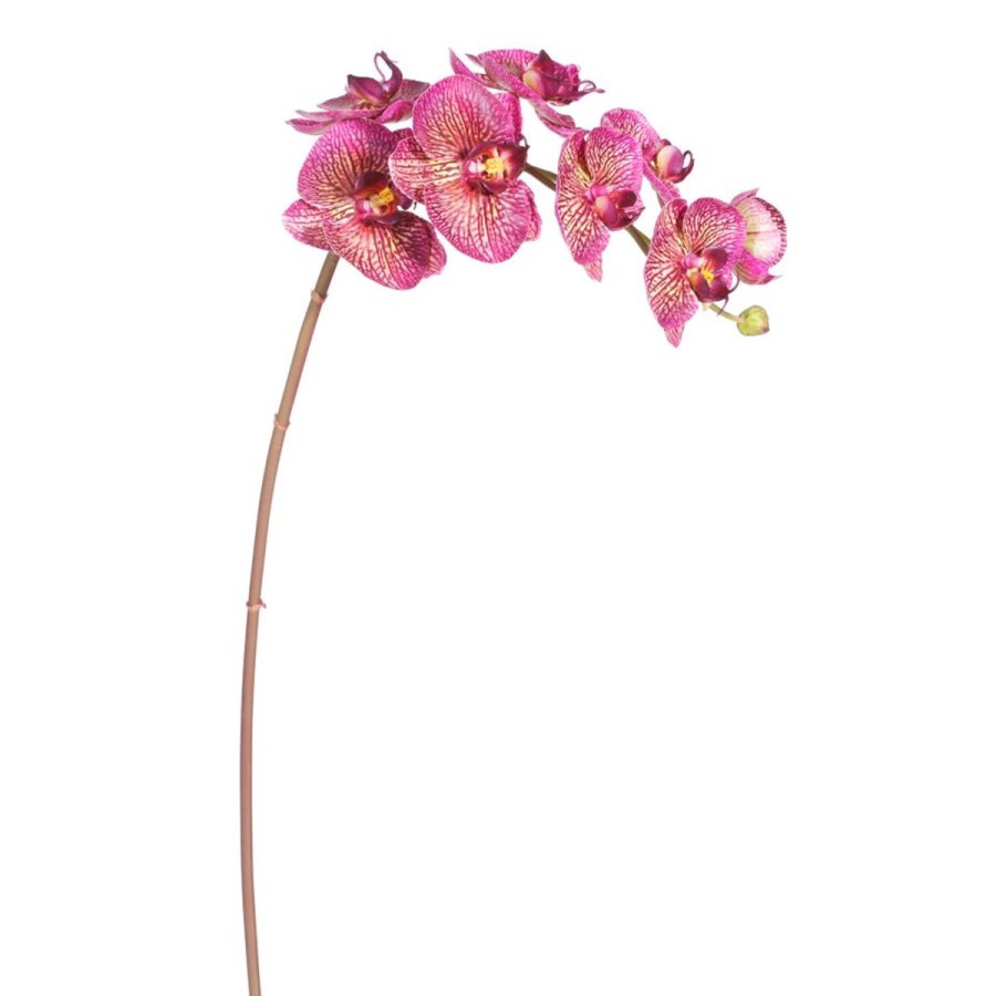 Winward International Winward Orchid Phalaenopsis 34" Stem Hot